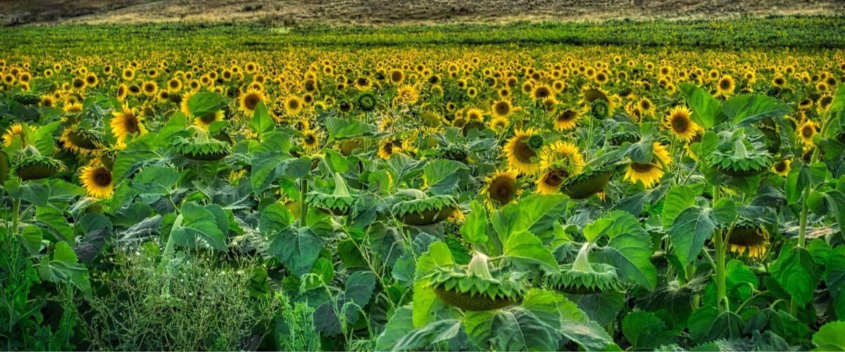 A sunflower field with a sunset in the background.