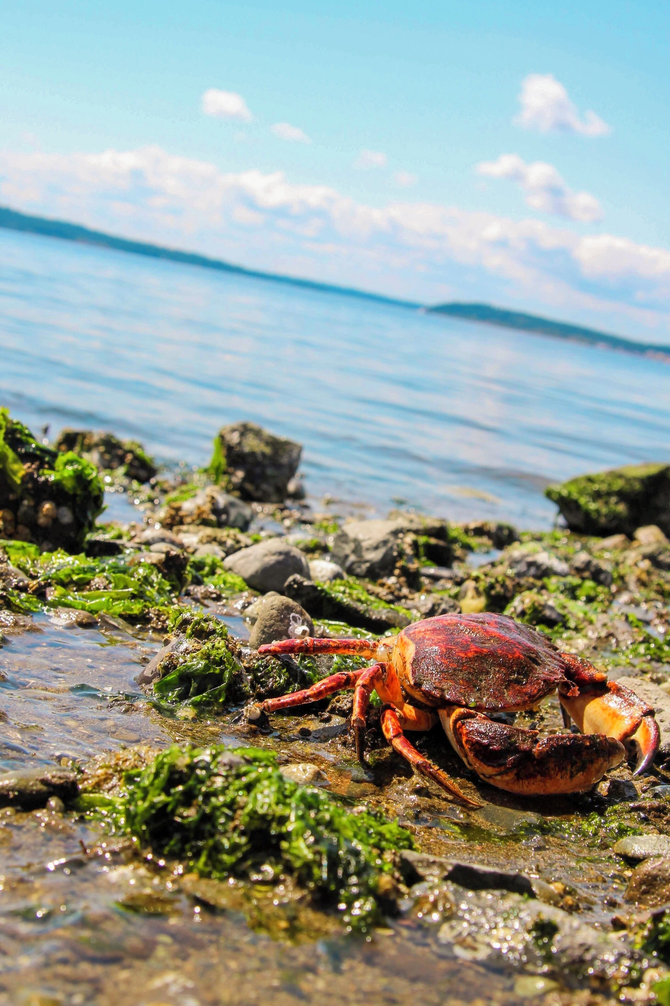 A crab in some tide pools at the beach I went to with my family!
#Adventure Photo Contest