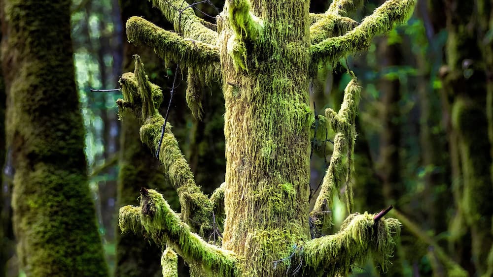 Moss growing on and hanging from an old fir tree stump in the wet Pacific Northwest; Olympia, Washington, United States of America