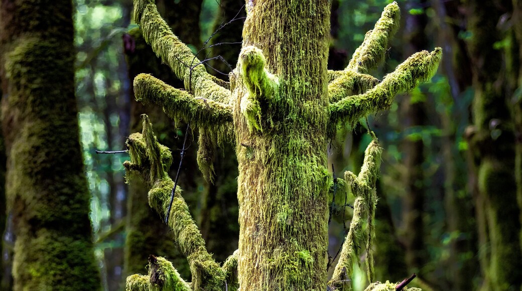 Moss growing on and hanging from an old fir tree stump in the wet Pacific Northwest; Olympia, Washington, United States of America