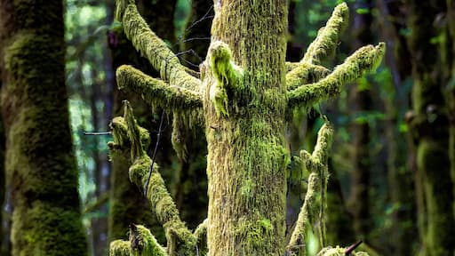 Moss growing on and hanging from an old fir tree stump in the wet Pacific Northwest; Olympia, Washington, United States of America