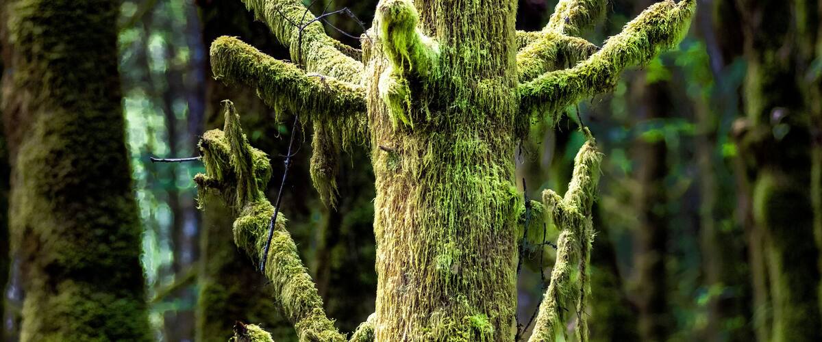 Moss growing on and hanging from an old fir tree stump in the wet Pacific Northwest; Olympia, Washington, United States of America