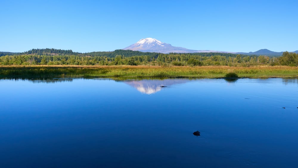 Beautiful Mount Adams panoramic view and reflection in the small Trout Lake Creek during blue sky. Oregon, USA Pacific Northwest.