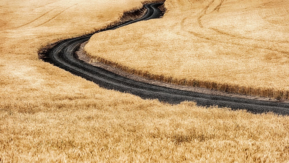 Country Road Through Golden Wheat