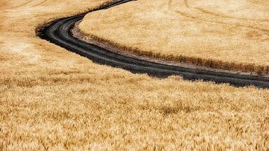 Country Road Through Golden Wheat
