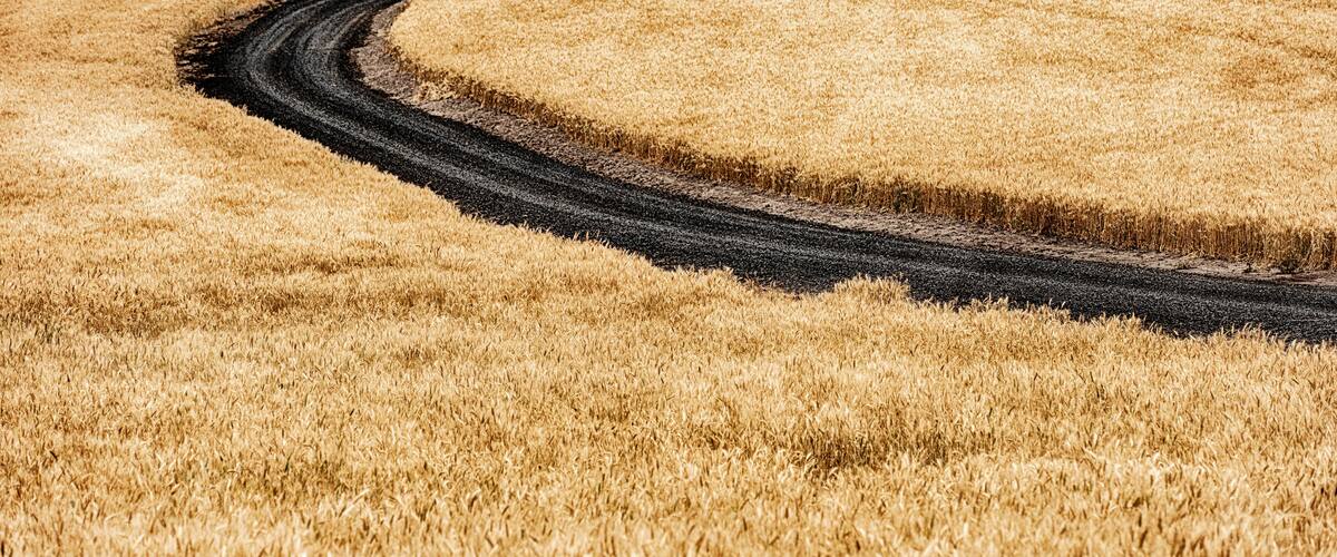 A winding dirt road through a golden wheat field.