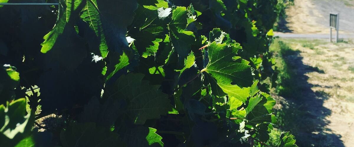 A vineyard with rows of grapevines under a clear sky.