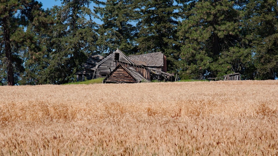 A rustic wooden barn in a golden wheat field with tall pine trees in the background.