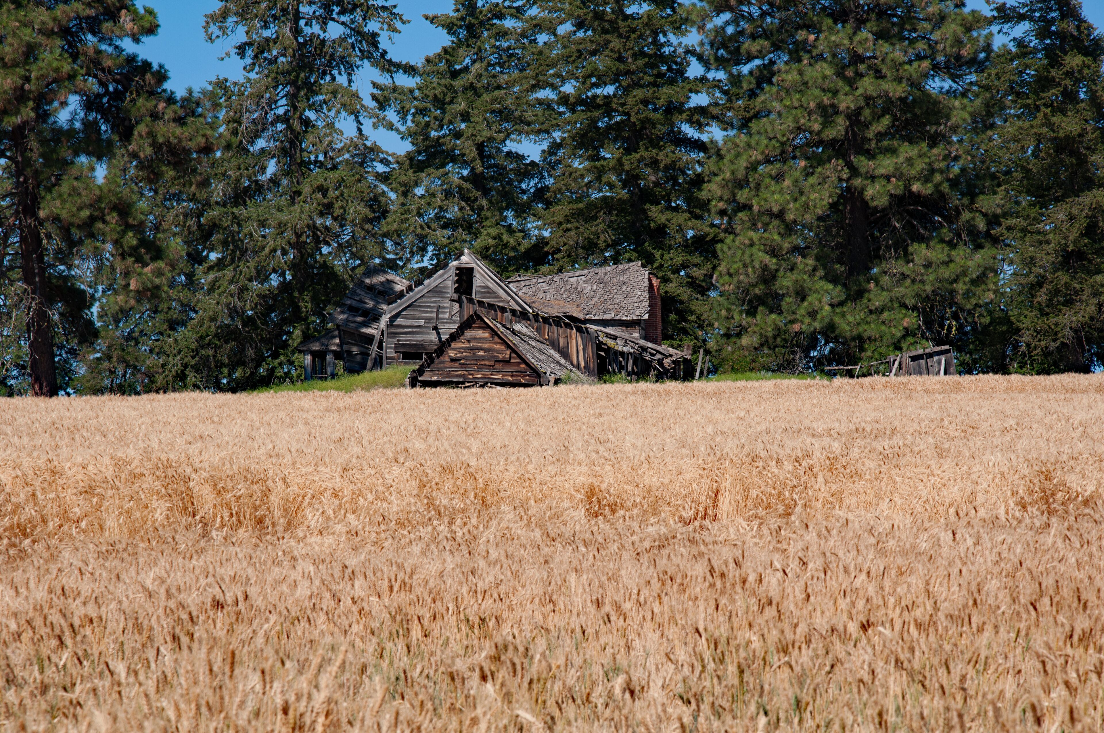 A rustic wooden barn in a golden wheat field with tall pine trees in the background.