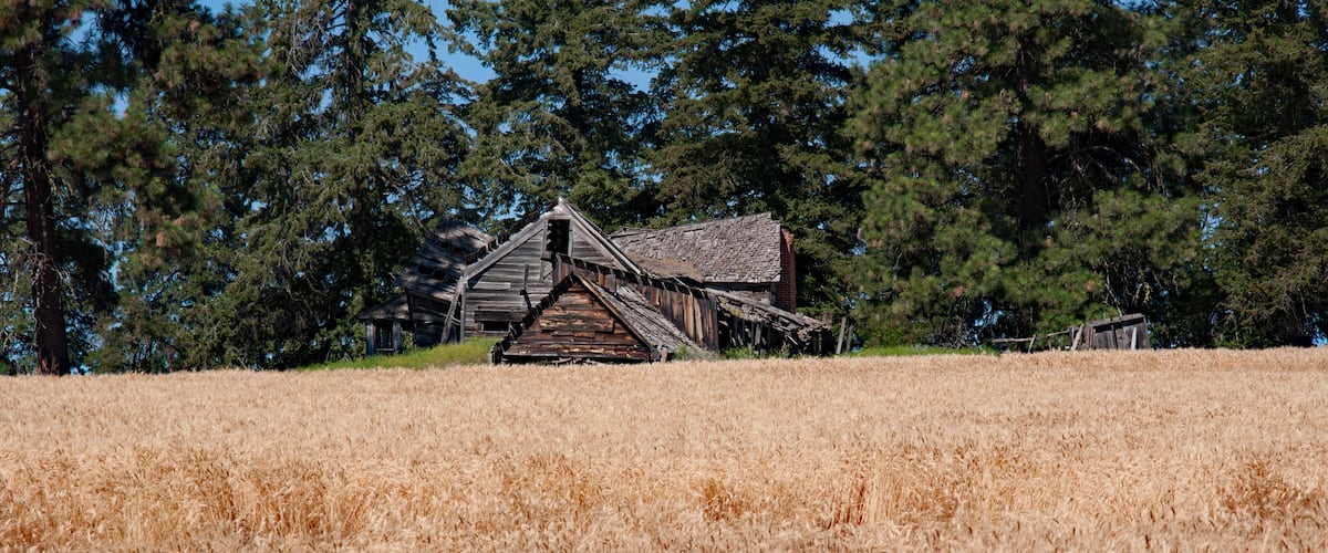 A rustic wooden barn in a golden wheat field with tall pine trees in the background.