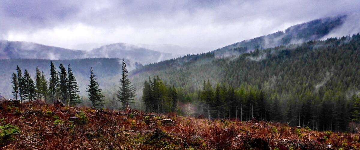 A forested mountain landscape with dense trees and a misty atmosphere.