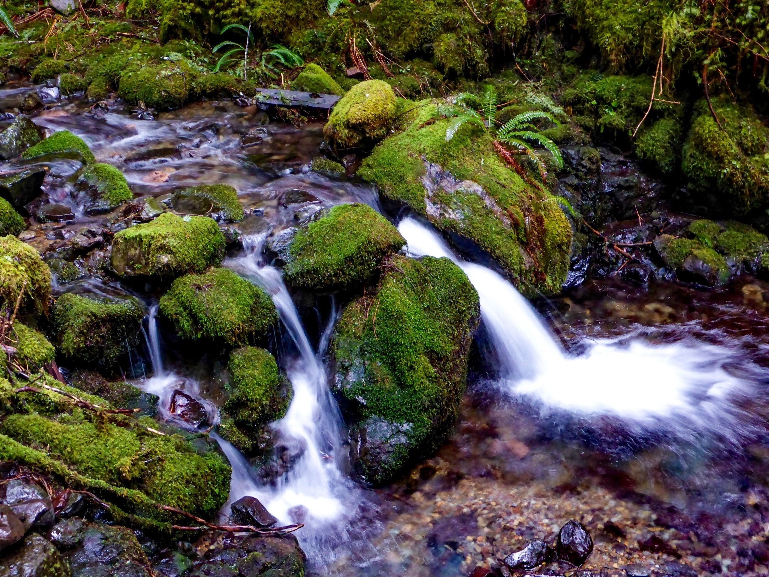 Detail of the south fork of Coyote Creek.