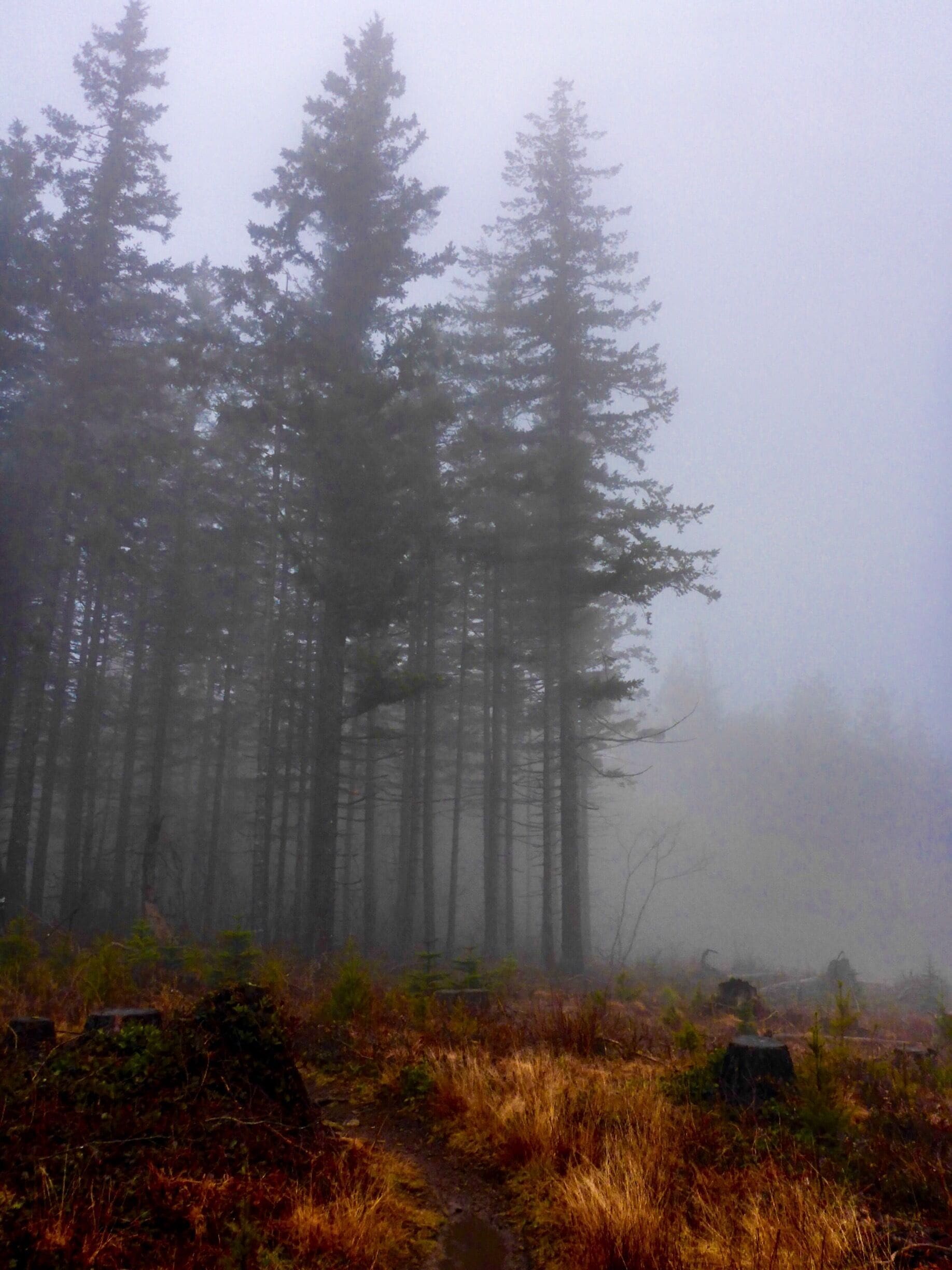 A forest with tall trees and a misty atmosphere.