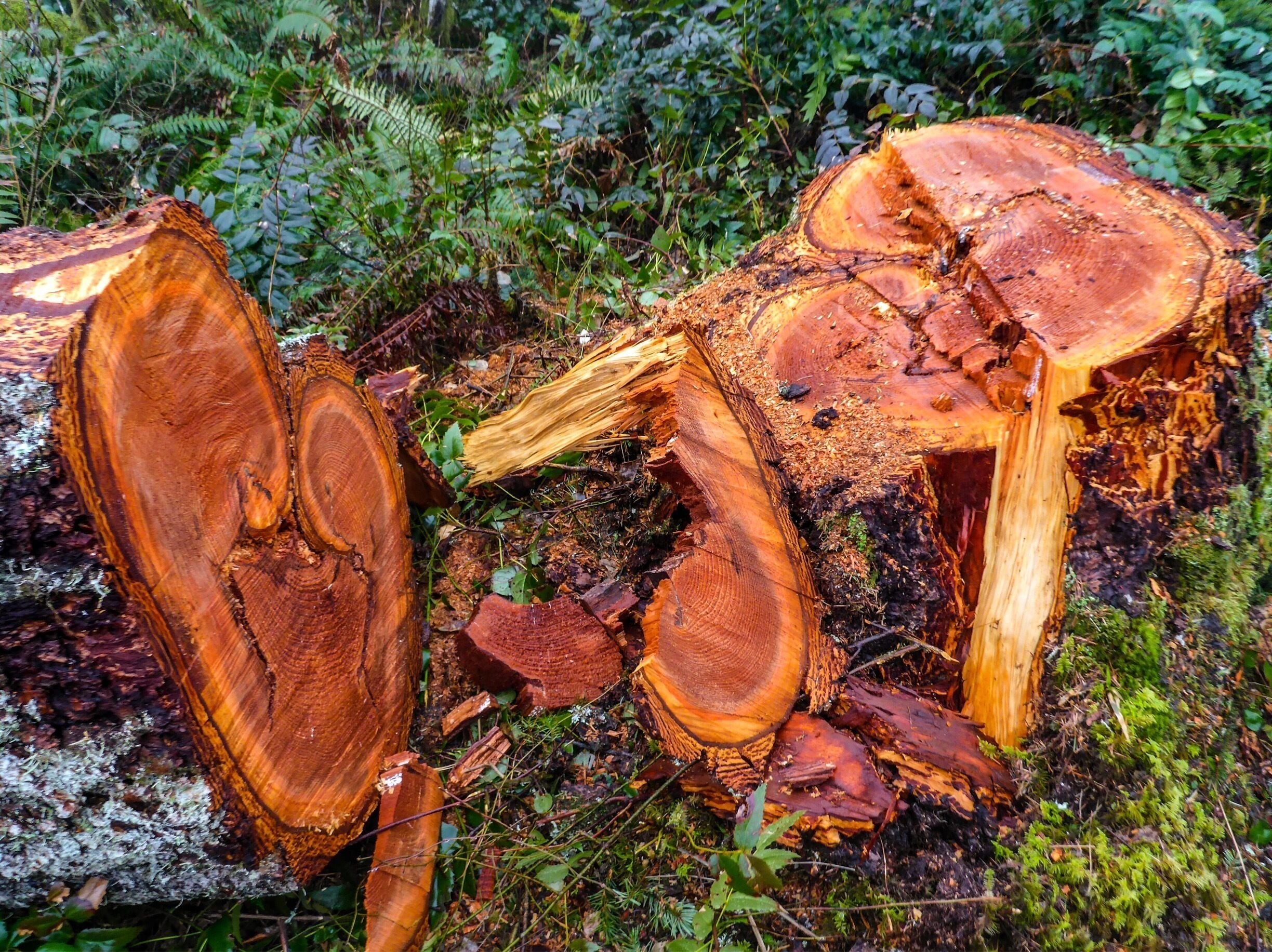 There's an unmistakable beauty to it, though there are some beautiful things that you may have never wanted to see.
