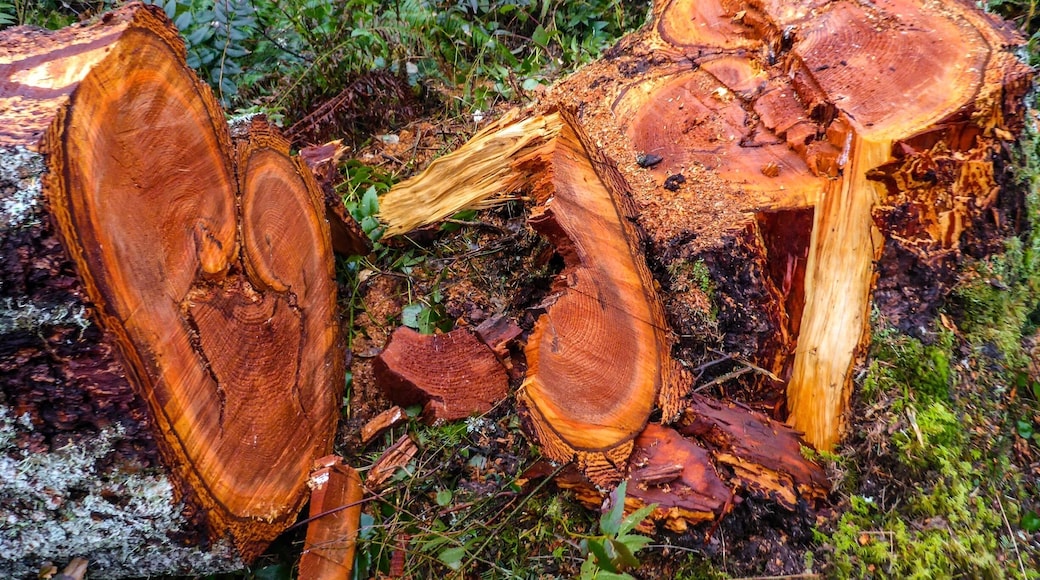 There's an unmistakable beauty to it, though there are some beautiful things that you may have never wanted to see.