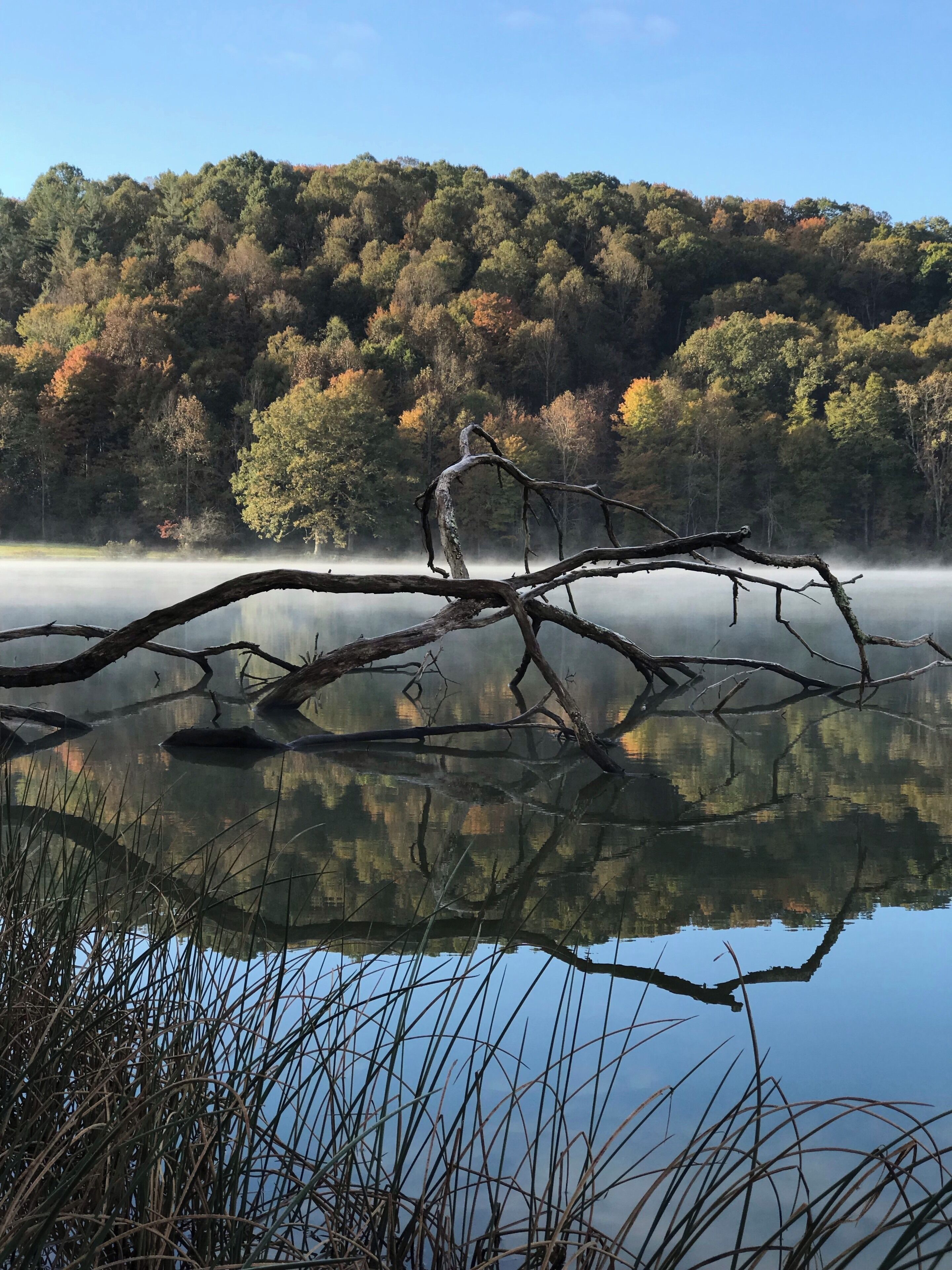 A calm lake with a fallen tree in the foreground and a forested hill in the background.