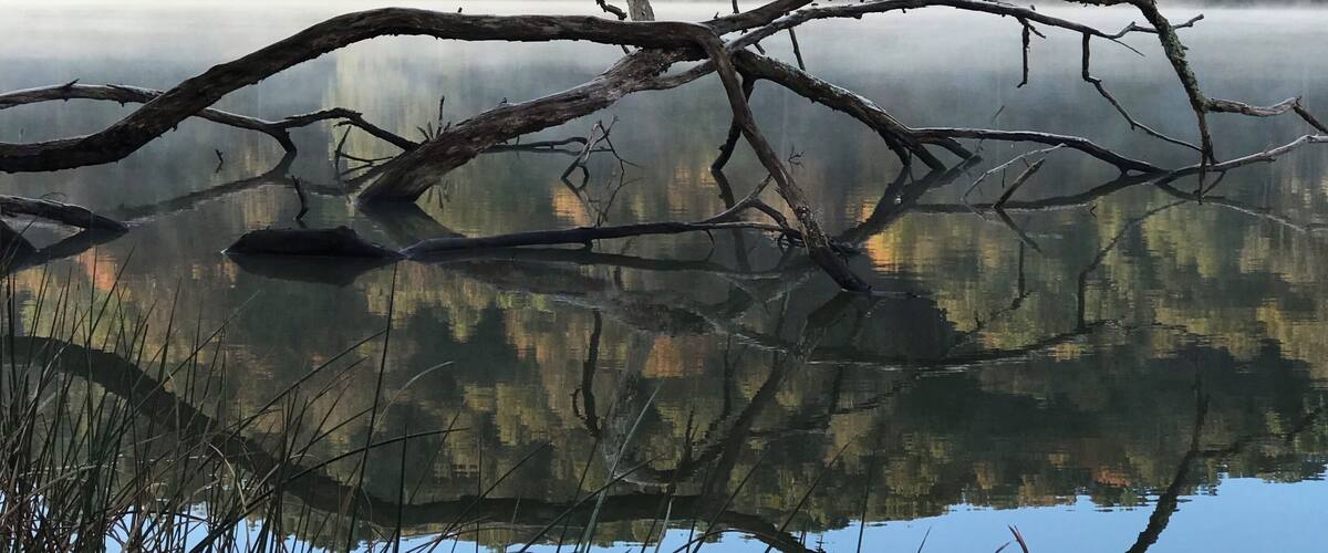 A calm lake with a fallen tree in the foreground and a forested hill in the background.