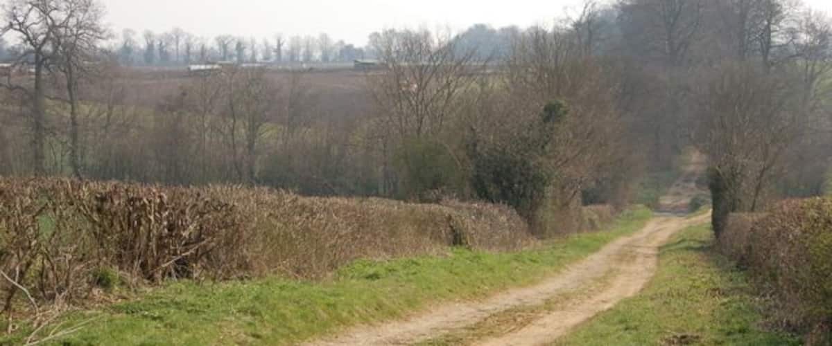 A rural dirt road flanked by fields and trees.
