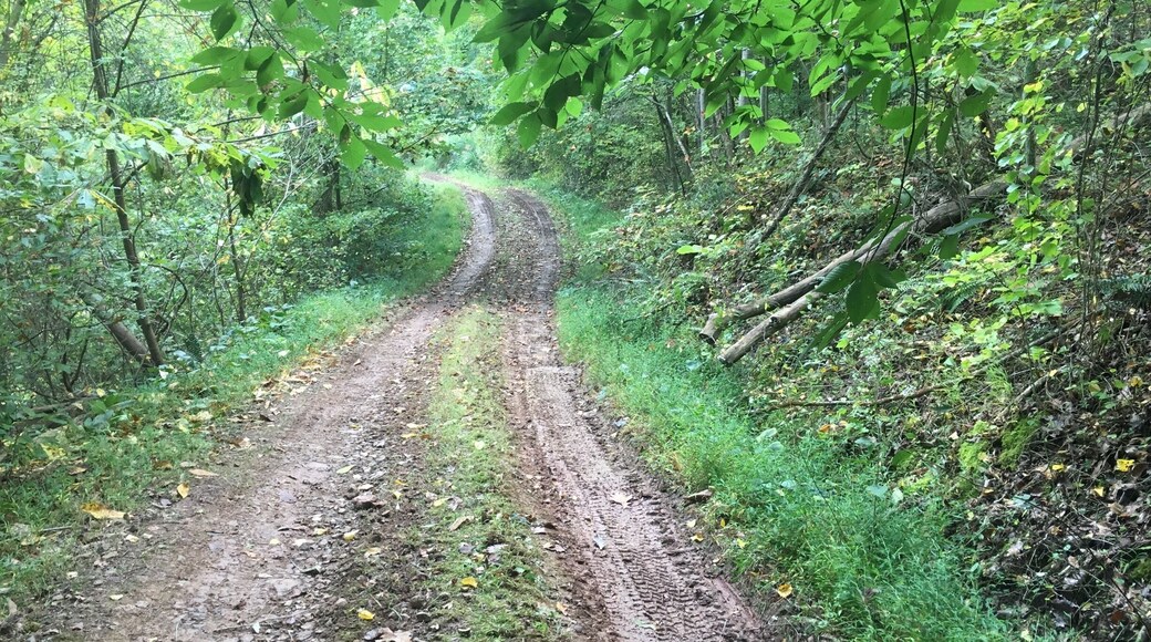 Charleston WV Field work 2017