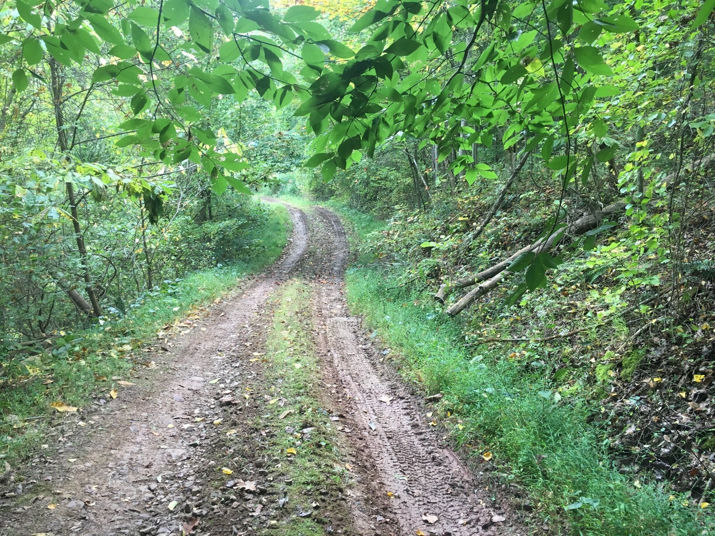 A dirt path winding through a forest with dense green foliage and trees.