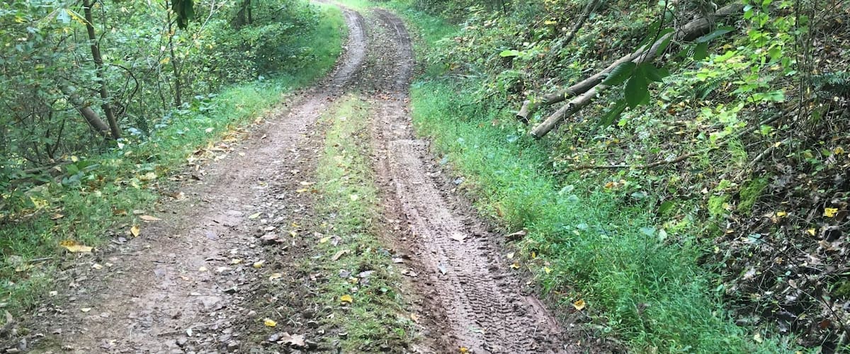 A dirt path winding through a forest with dense green foliage and trees.