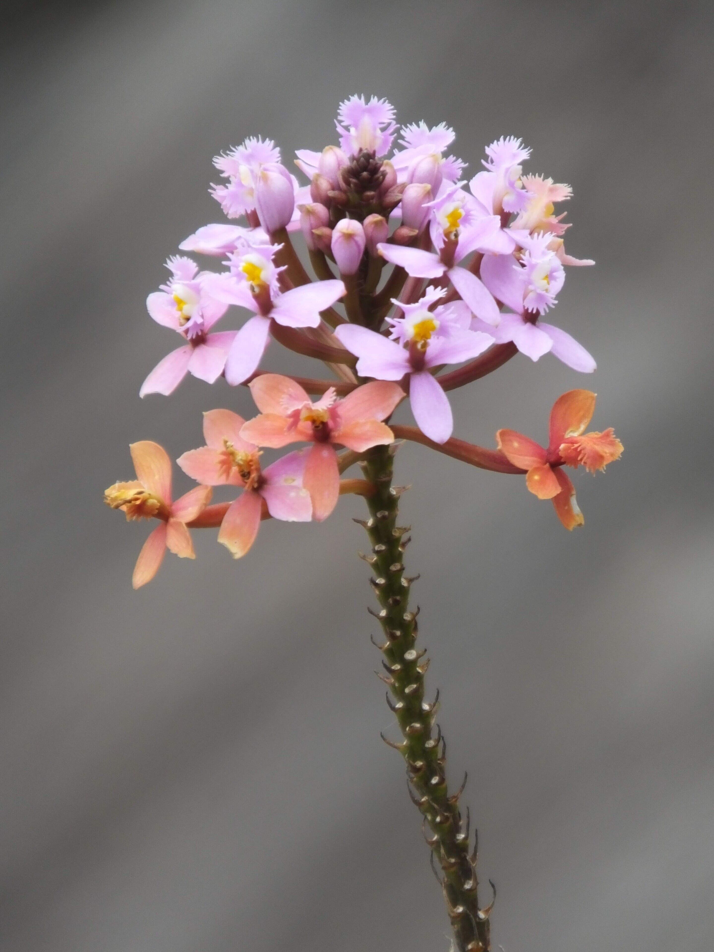 Going 1000 mm on an point-and-shoot FujiFilm HS50EXR