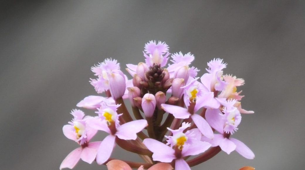 Going 1000 mm on an point-and-shoot FujiFilm HS50EXR