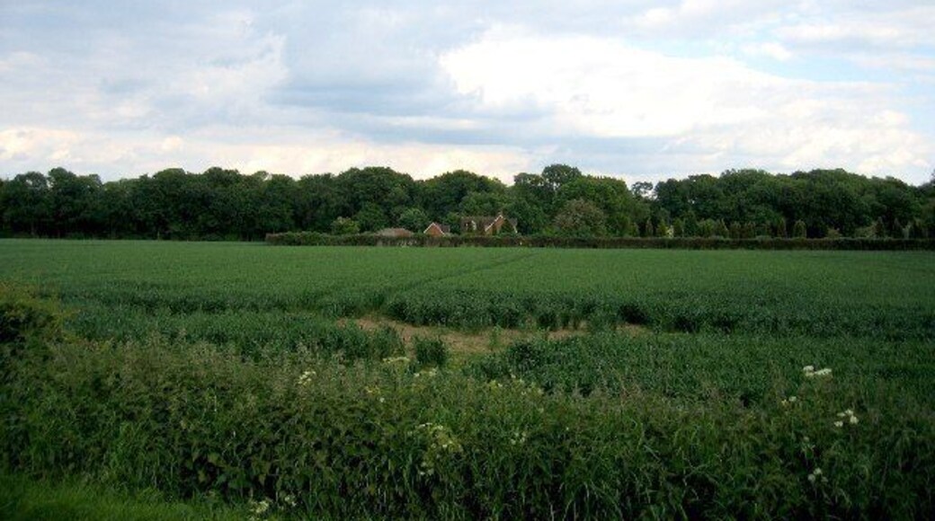 Newland Wood. Seen across the fields from Five Ways Road