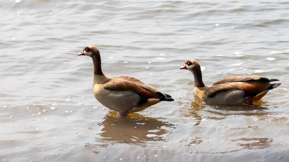Two ducks swimming in a body of water.
