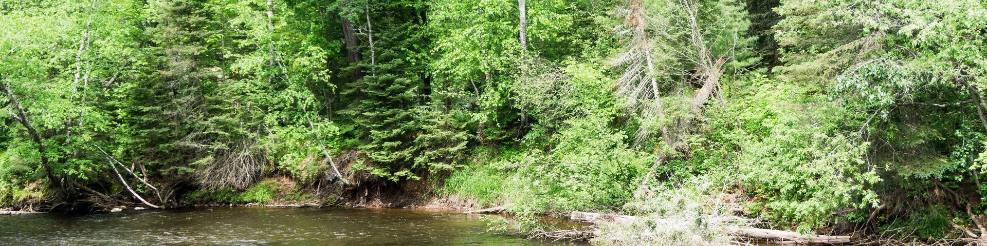 Wooded river landscape