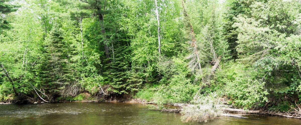 A river surrounded by dense green forest.