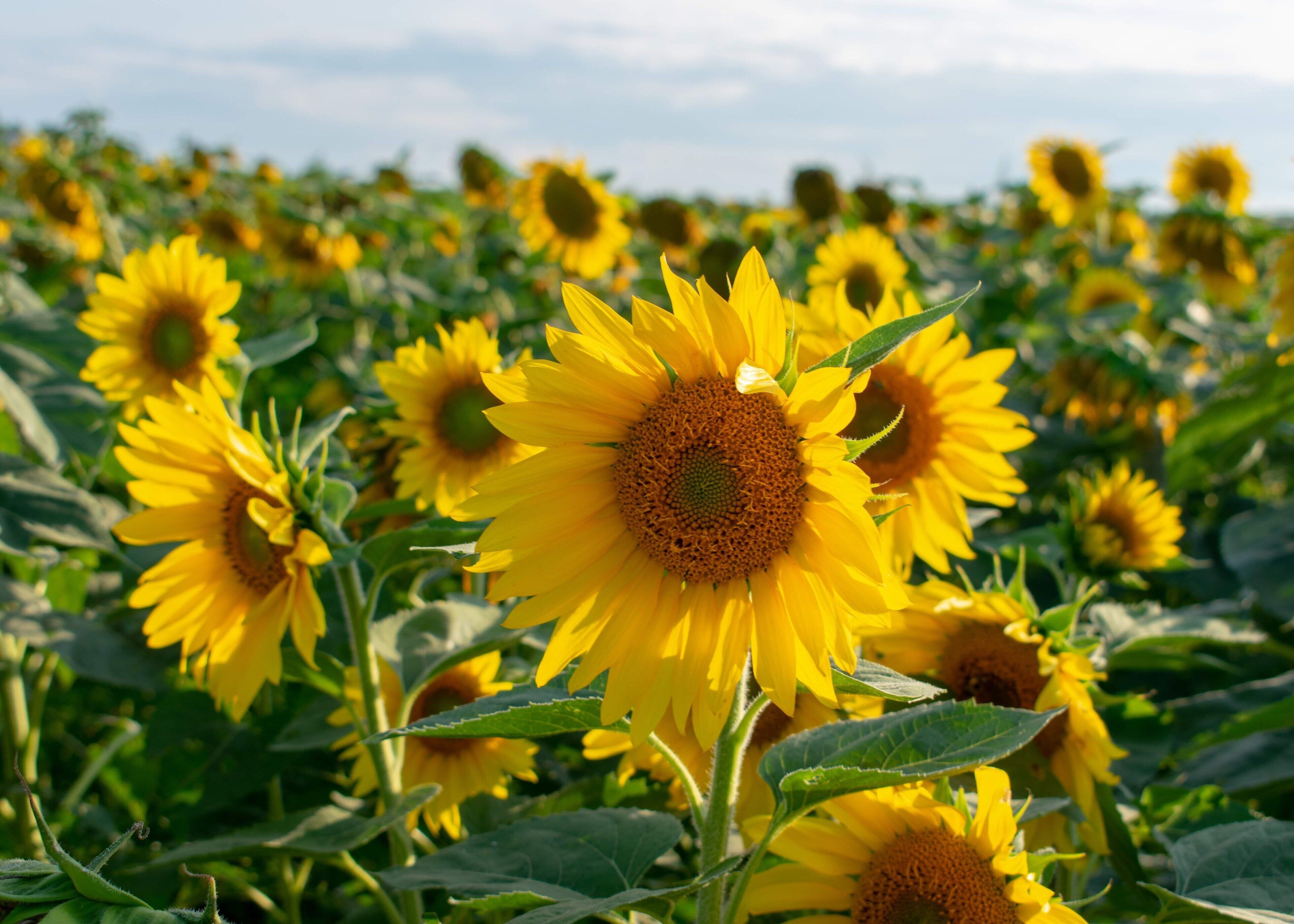 Best time to visit is late July when the flowers are in bloom. If you come during their yearly festival they have ways to overlook the flowers so you can gain variety. #sunflowers