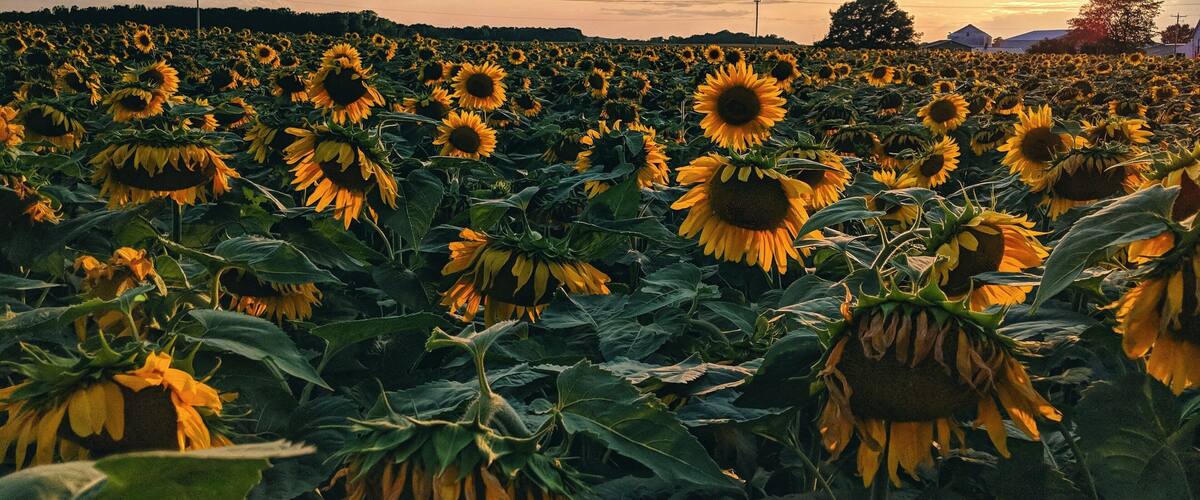 A sunflower field at sunset.