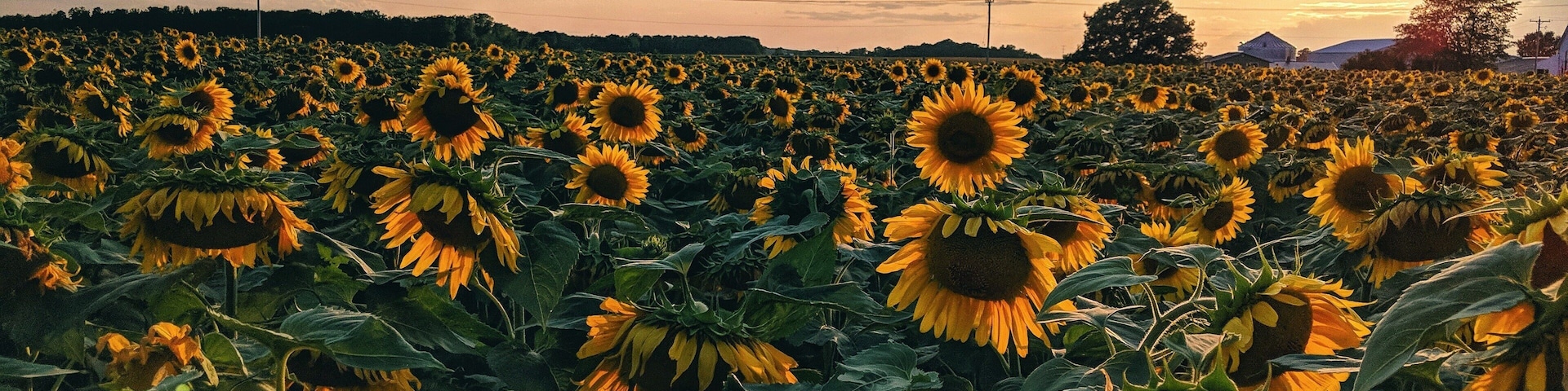 A sunflower field at sunset.