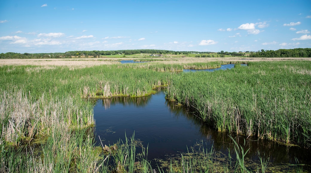 Stream and Marsh Landscape at Horicon Marsh