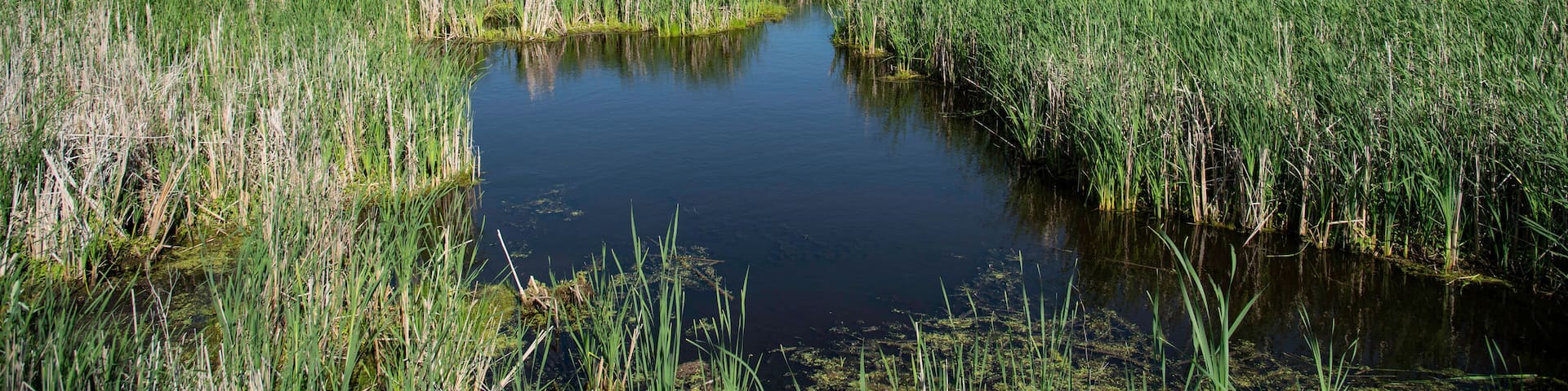 A marshland with a small pond surrounded by tall grasses and a clear blue sky.