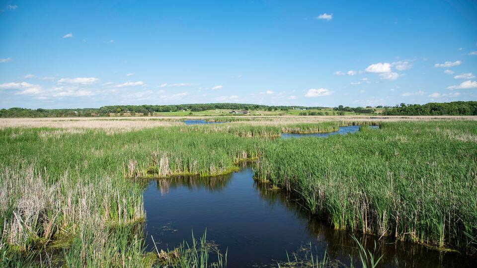 A marshland with a small pond surrounded by tall grasses and a clear blue sky.