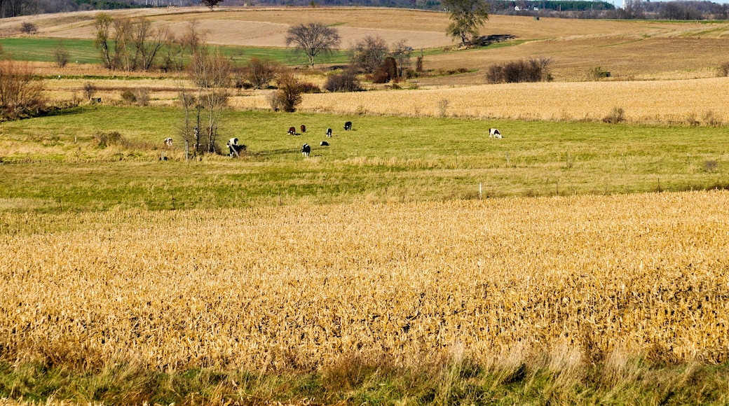 Cows Grazing On The Hillside At Horicon Marsh Wildlife Refuge In Wisconsin In Fall