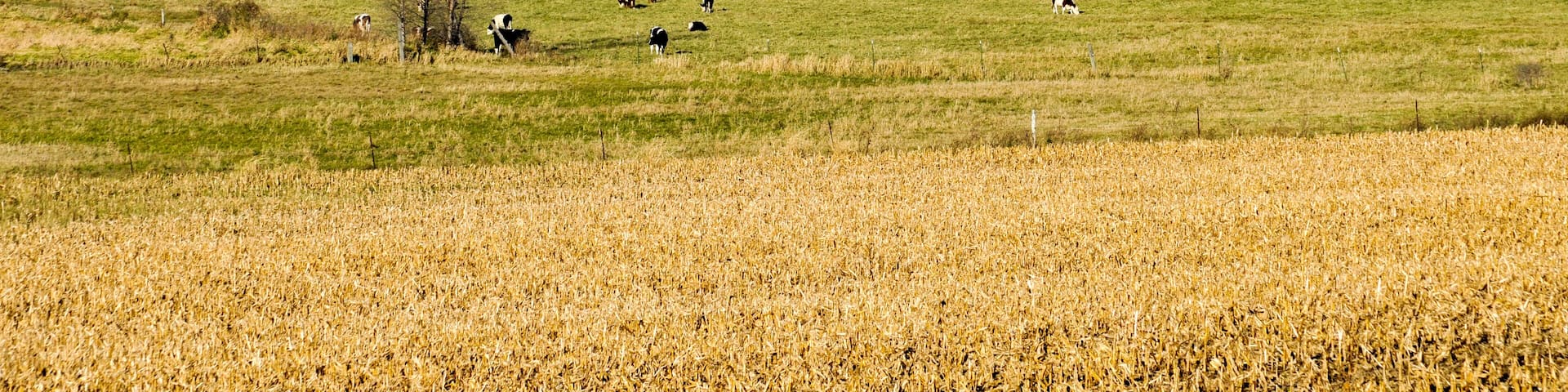 Cows Grazing On The Hillside At Horicon Marsh Wildlife Refuge In Wisconsin In Fall