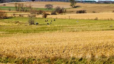 Cows Grazing On The Hillside At Horicon Marsh Wildlife Refuge In Wisconsin In Fall
