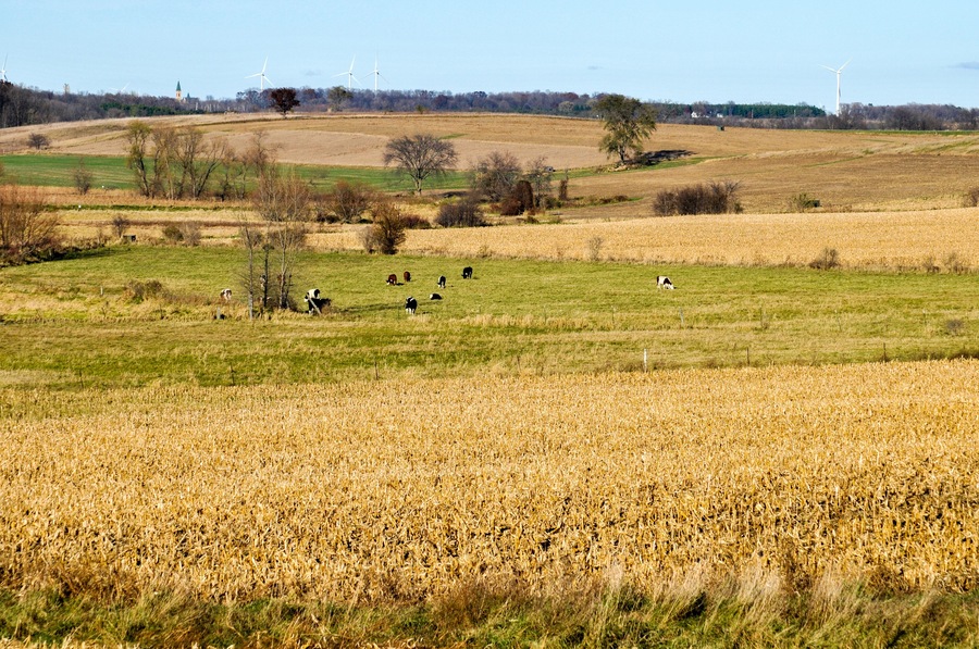 Cows Grazing On The Hillside At Horicon Marsh Wildlife Refuge In Wisconsin In Fall