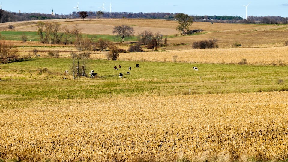 A rural landscape with wind turbines, a church, and a field of crops.