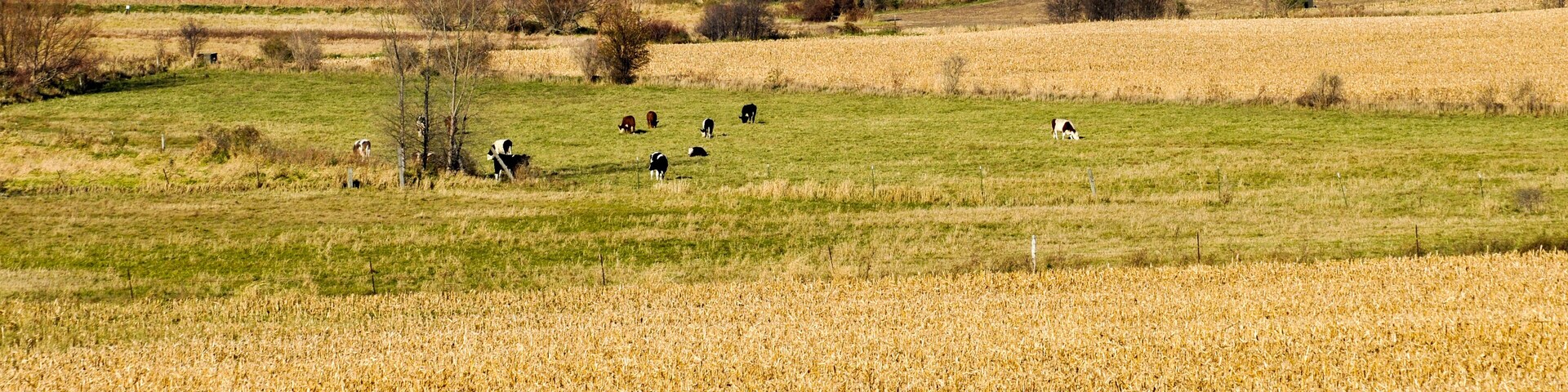 Cows Grazing On The Hillside At Horicon Marsh Wildlife Refuge In Wisconsin In Fall