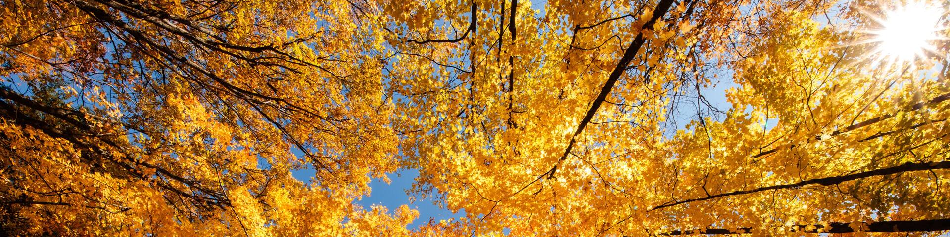 The afternoon sun provides a sunstar peering through the autumn maple canopy in Clear Lake State Park, Woodruff, Wisconsin