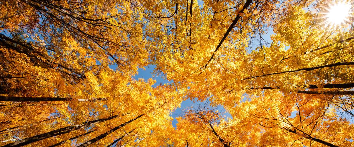 A forest with tall trees and bright yellow leaves.
