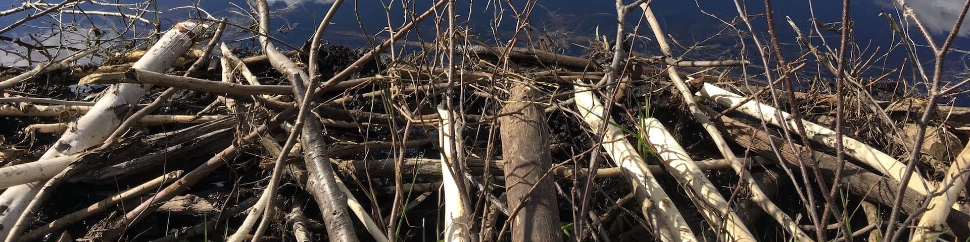 We found this cool beaver pond on a spring hike in the Chequamegon National Forest in northern Wisconsin. #SpringtimeFun