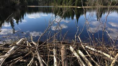 We found this cool beaver pond on a spring hike in the Chequamegon National Forest in northern Wisconsin. #SpringtimeFun