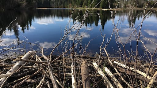 We found this cool beaver pond on a spring hike in the Chequamegon National Forest in northern Wisconsin. #SpringtimeFun