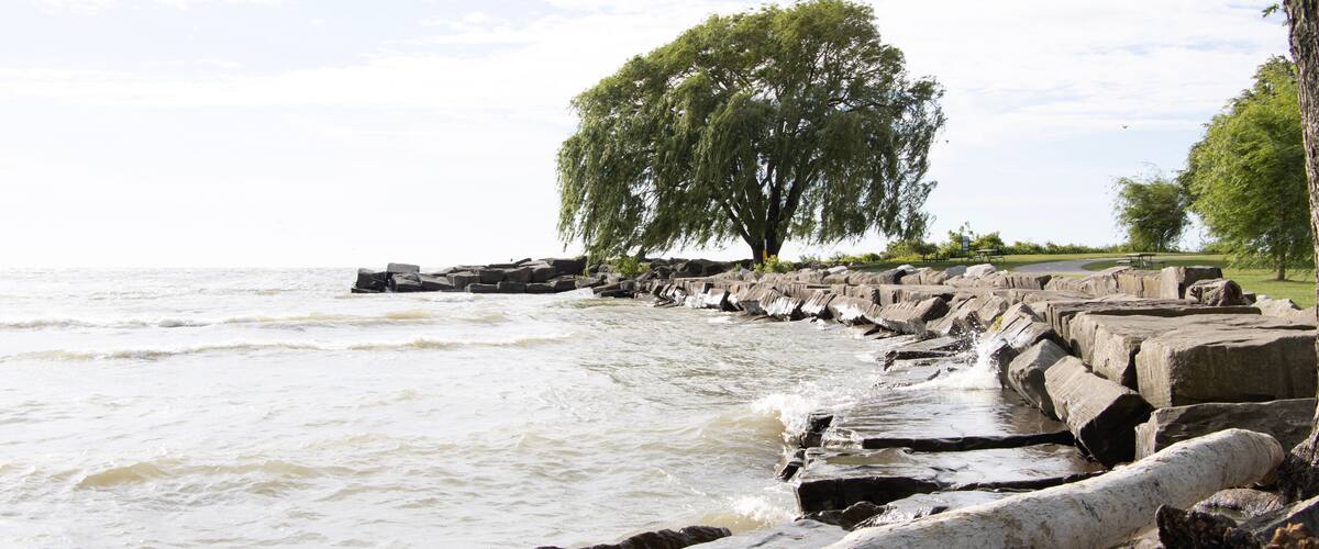 A rocky shoreline with waves crashing against the rocks and a large weeping willow tree in the background.