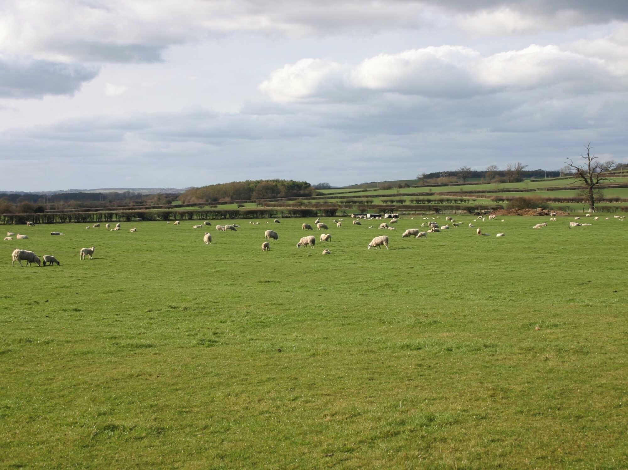 A green field with sheep grazing.